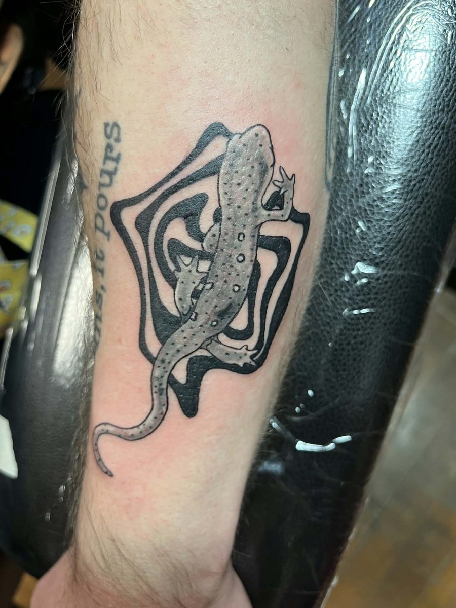 Spotted newt in soft grey wash over bold black abstract linework